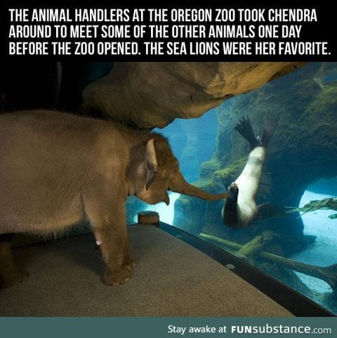 An elephant visiting a sea lion