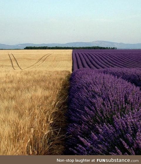 Lavender fields