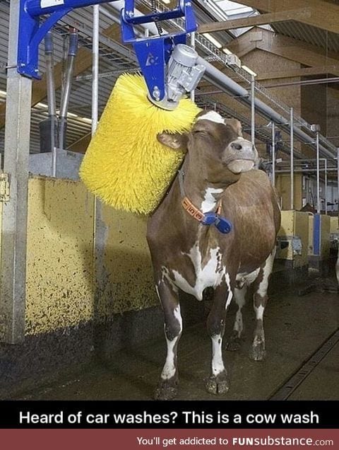 Cow wash