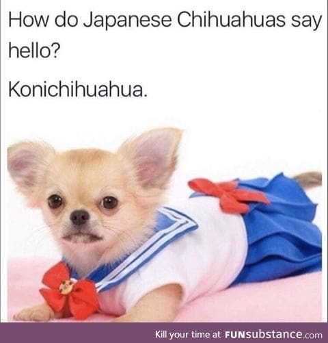 Japanese Chihuahuas