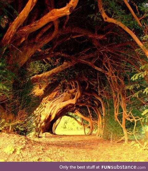 1000 year old Tolkienesque tree