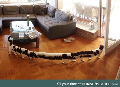 Panoramic Centi-cat