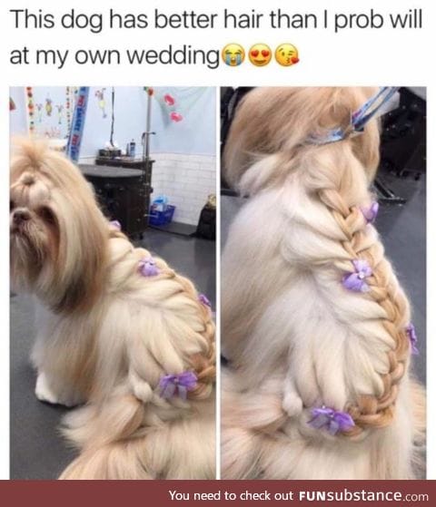 Dog has beautifully braided hair