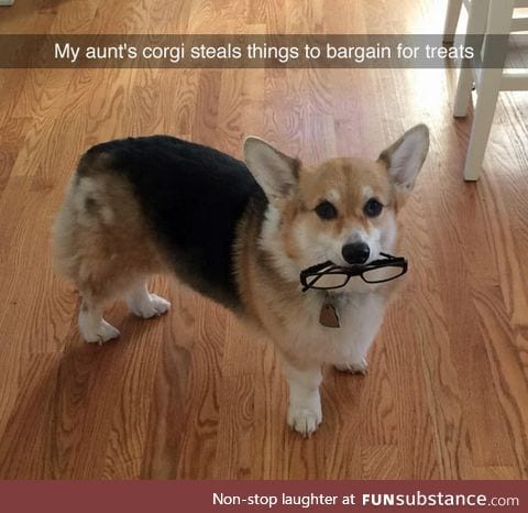 You win this time corgi