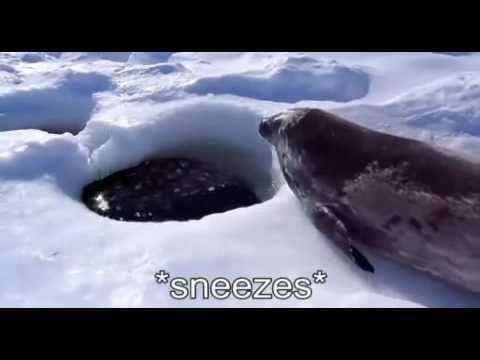 Sea doggo doesn't want to do a heckin' cold swim