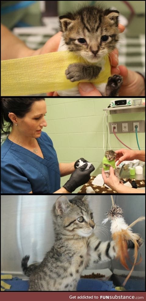 10 day old kitten survives dog attack.