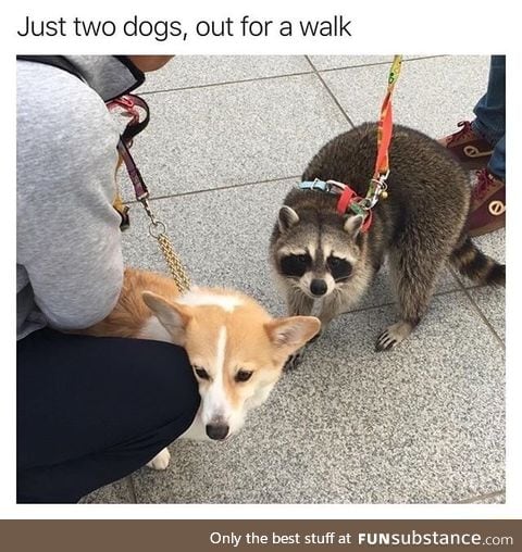 2 cute dogs