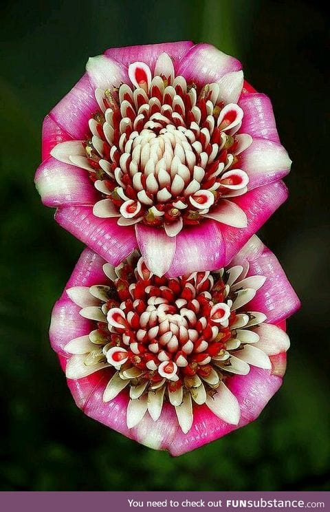 Ginger Flower