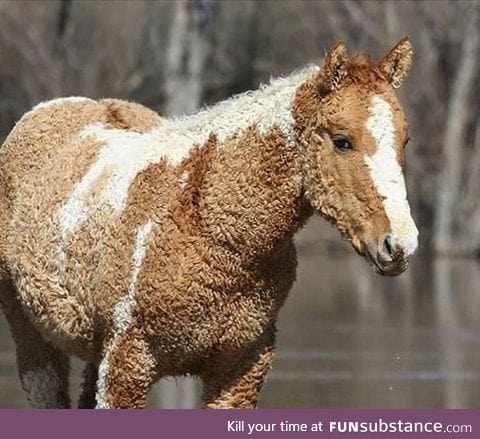 Curly Horse