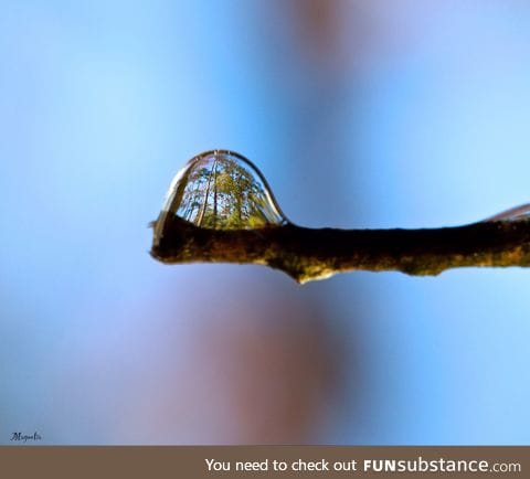 Forest refracted in a drop of water