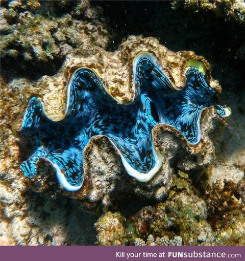 The inside of a giant clam