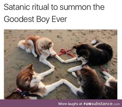 They're already the goodest boys