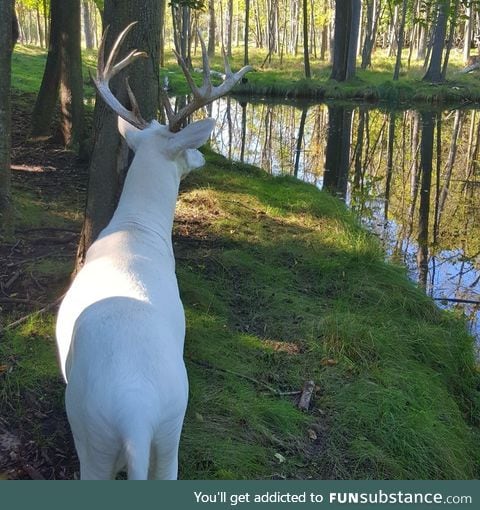 Albino deer