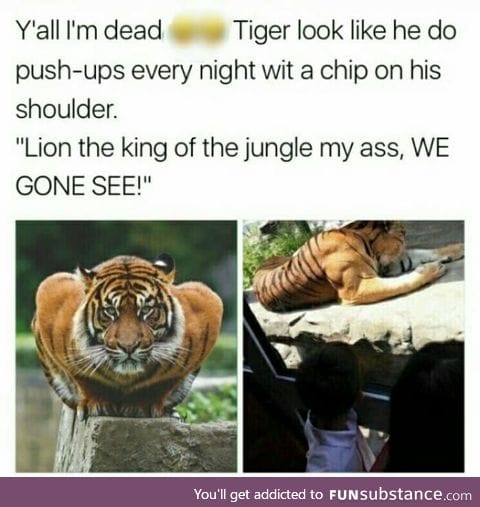 Gym tiger