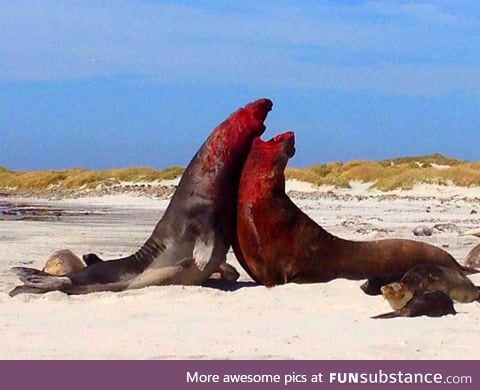 Two male elephant seals fighting for dominance