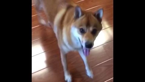 Vv happy doggo does a h*ckin good dance