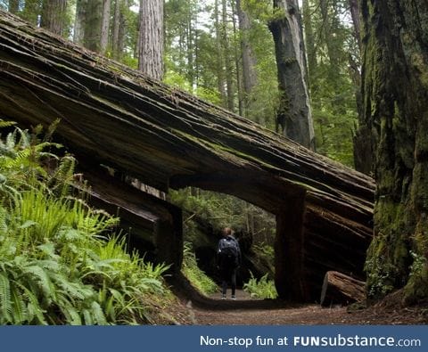 Trail through a fallen Redwood