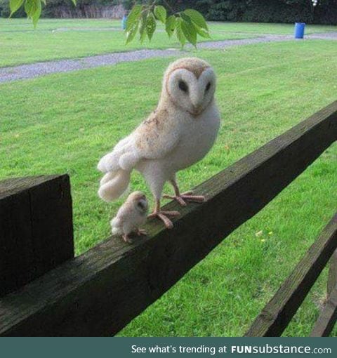 This owl has a mini-me version