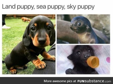 The Types of Puppies