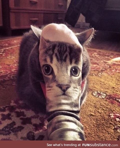 Cat socks