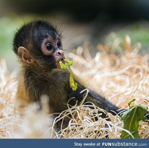 Day 594 of your daily dose of cute: I've never felt a gorillas hands before...