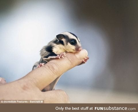 Day 595 of your daily dose of cute: *Google's tiny baby creature*