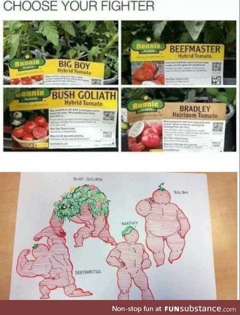 Tomato fighters