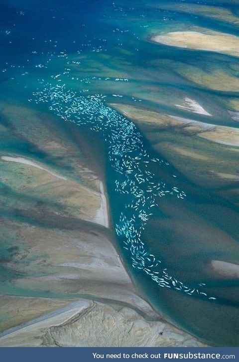 Beluga whale migration