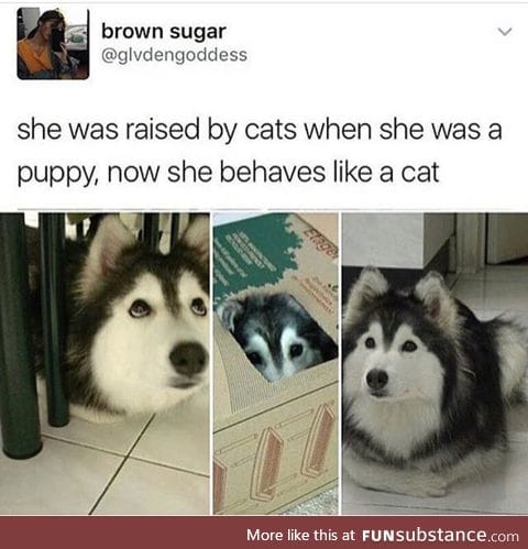 Pretty Canine Doing a Feline