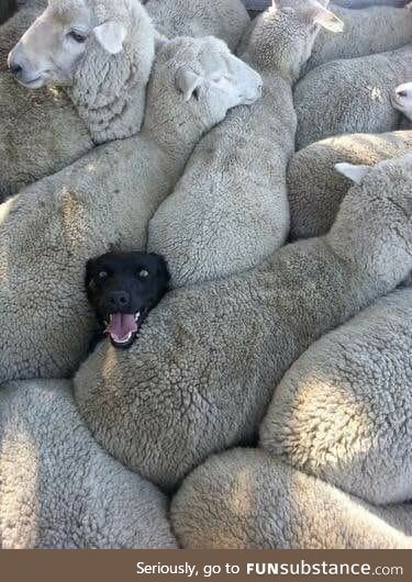 Doggo trapped in some Sheepos