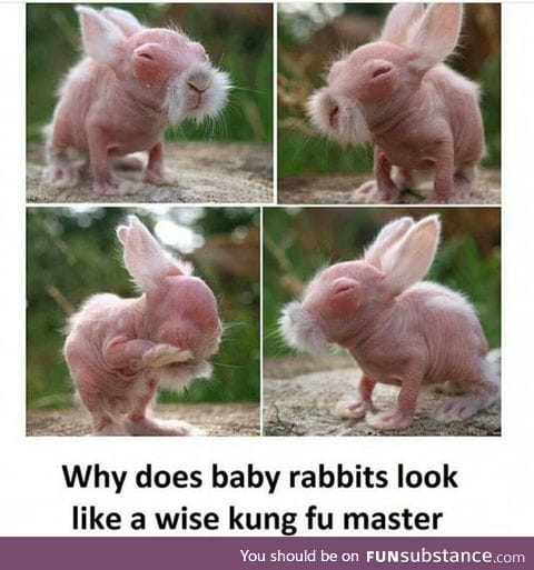 Rabbits are probably born wise or Chinese or both