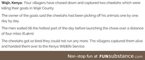 Only in Kenya can men chase and catch the fastest land mammal