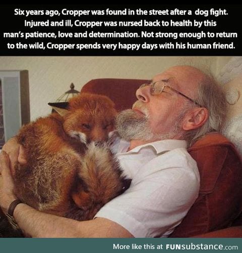 Fox and his human friend