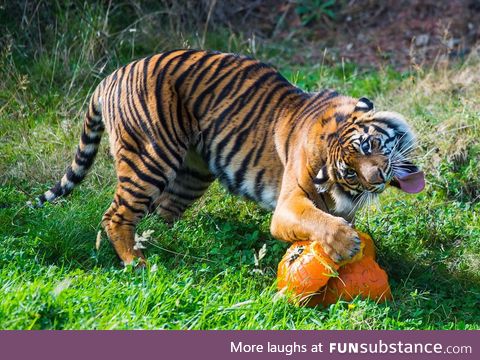 Sumatran Tiger loves pumpkin.