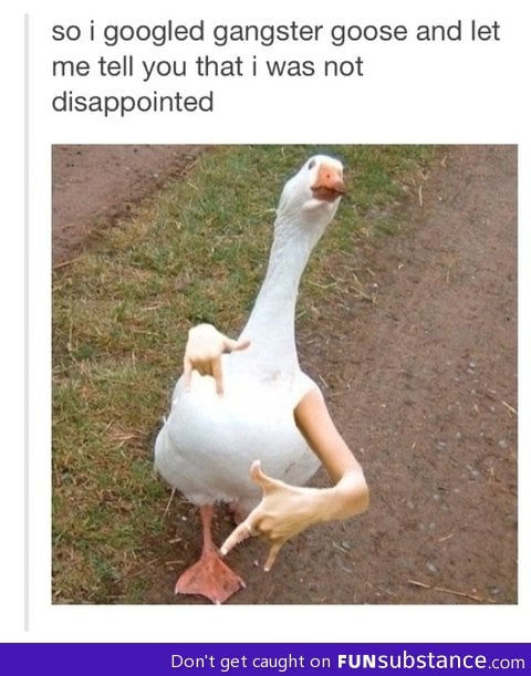 Gangster goose