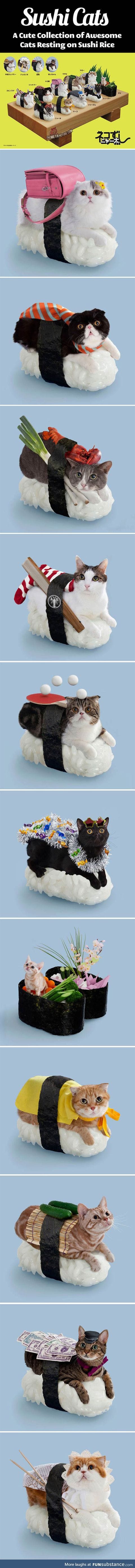 The sushi cats