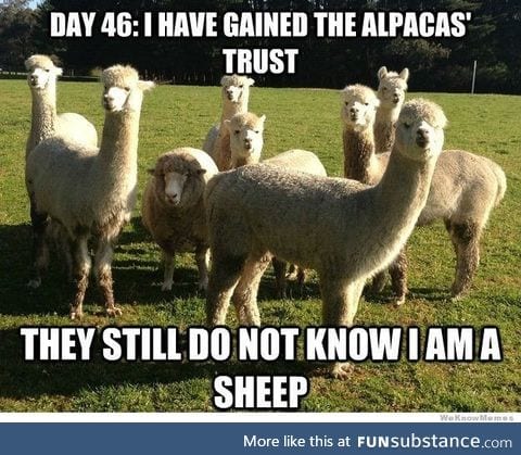 They call me Al Pasheepo