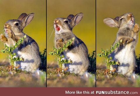 Photographer caught a baby bunny trying to eat a thistle