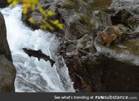 Bobcat watching salmon swim upstream