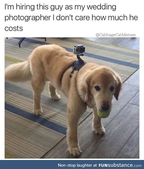 Doggo the wedding photographer