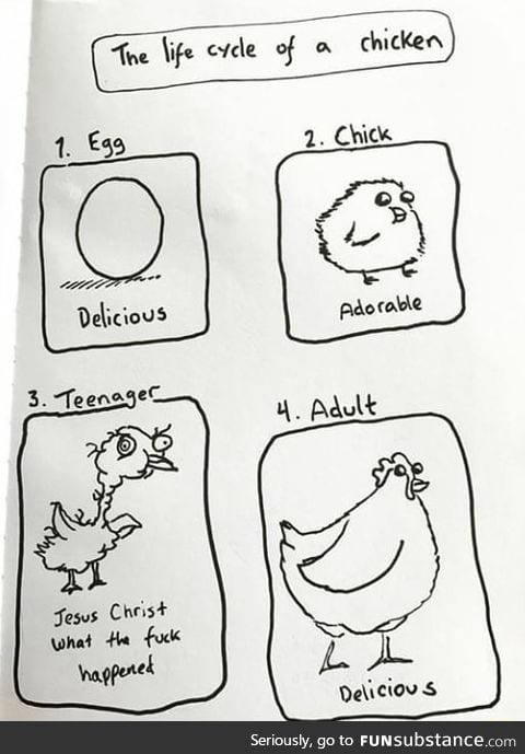 Life cycle of a chicken