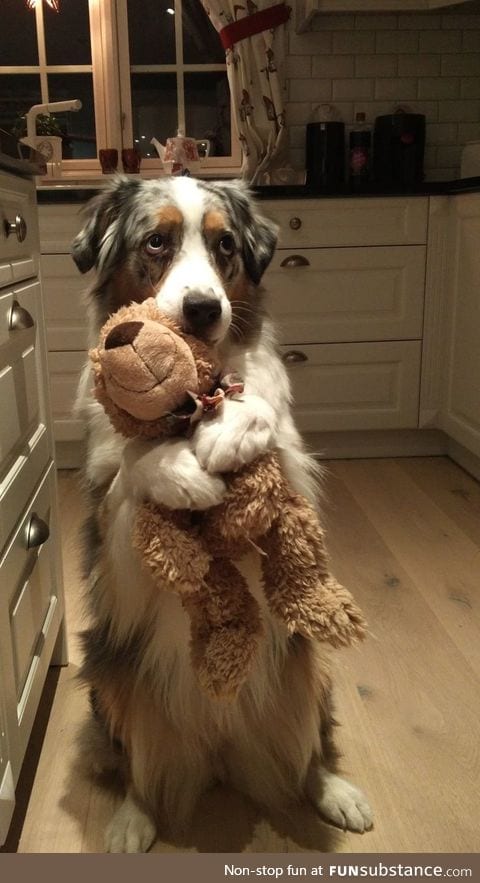 Doggo holding precious bear