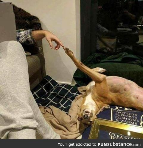 The Creation of Dog