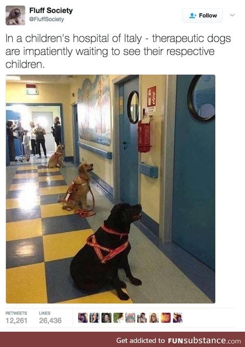 aww doggos