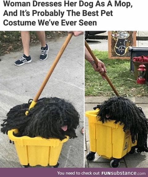 Mop looks like a dog