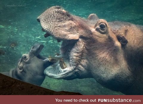 Fiona the hippo's father Henry dies at 36 years old, RIP Henry.