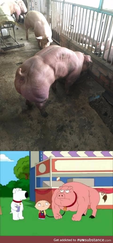 Oink strength 1000