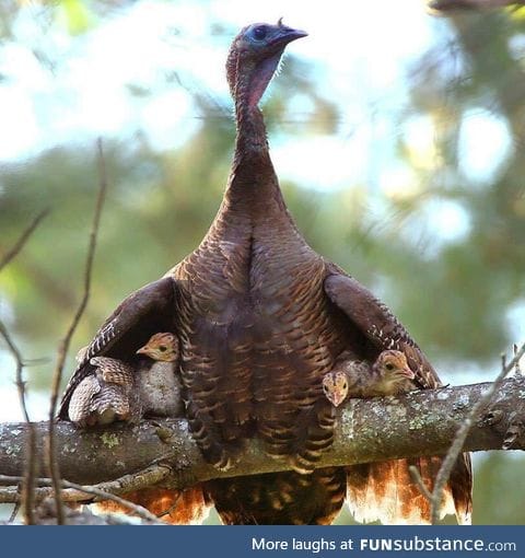 Turkey protecting her babies