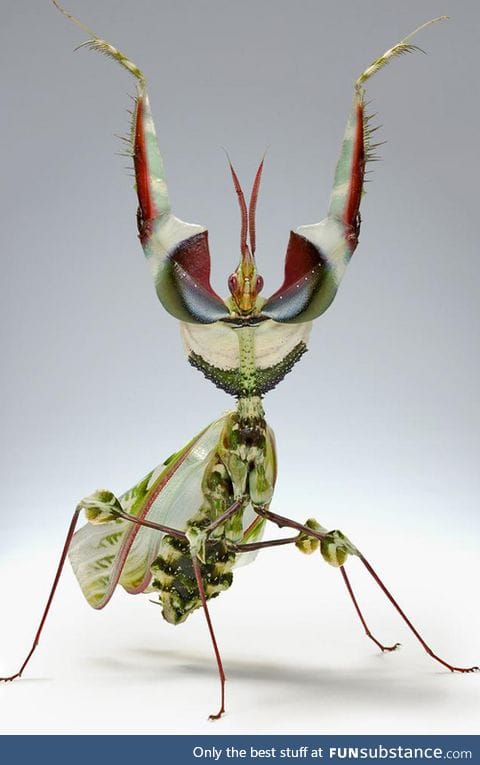 Idolomantis diabolica - Devil's Flower Mantis