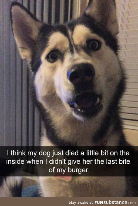 poor lil dogo